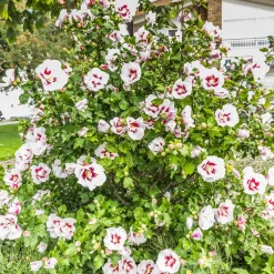 Hibiscus Hamabo - Floraison longue tout l'été