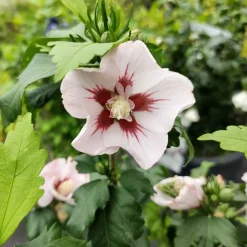 Hibiscus Hamabo - Floraison longue tout l'été
