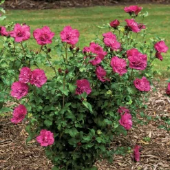 Hibiscus Magenta Chiffon - Fleurs doubles tout l'été