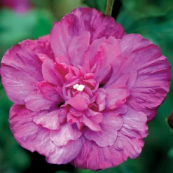 Hibiscus Magenta Chiffon - Fleurs doubles tout l'été