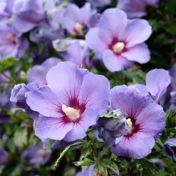 Hibiscus Oiseau Bleu - Le bleu rare au jardin