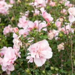 Hibiscus Pink Chiffon - Des fleurs doubles tout l'été