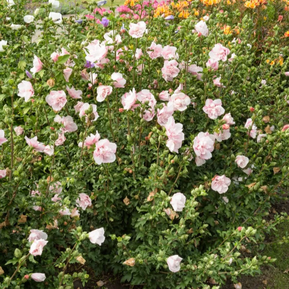 Hibiscus Pink Chiffon - Des fleurs doubles tout l'été