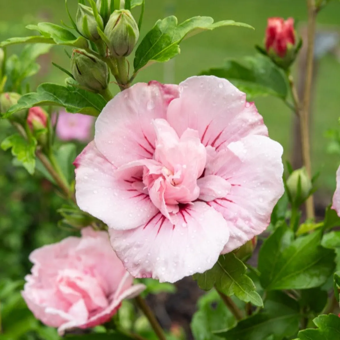Hibiscus Pink Chiffon - Des fleurs doubles tout l'été