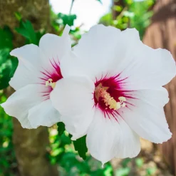 Hibiscus Red Heart - Fleurs blanches à cœur rouge