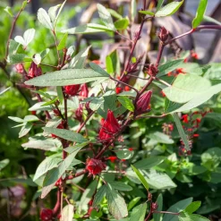 Hibiscus sabdariffa - Oseille de Guinée - Vos infusions rouge rubis maison