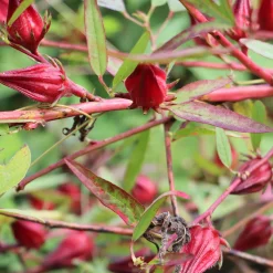 Hibiscus sabdariffa - Oseille de Guinée - Vos infusions rouge rubis maison