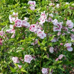 Hibiscus Starbust Chiffon® - Fleurs doubles tout l'été
