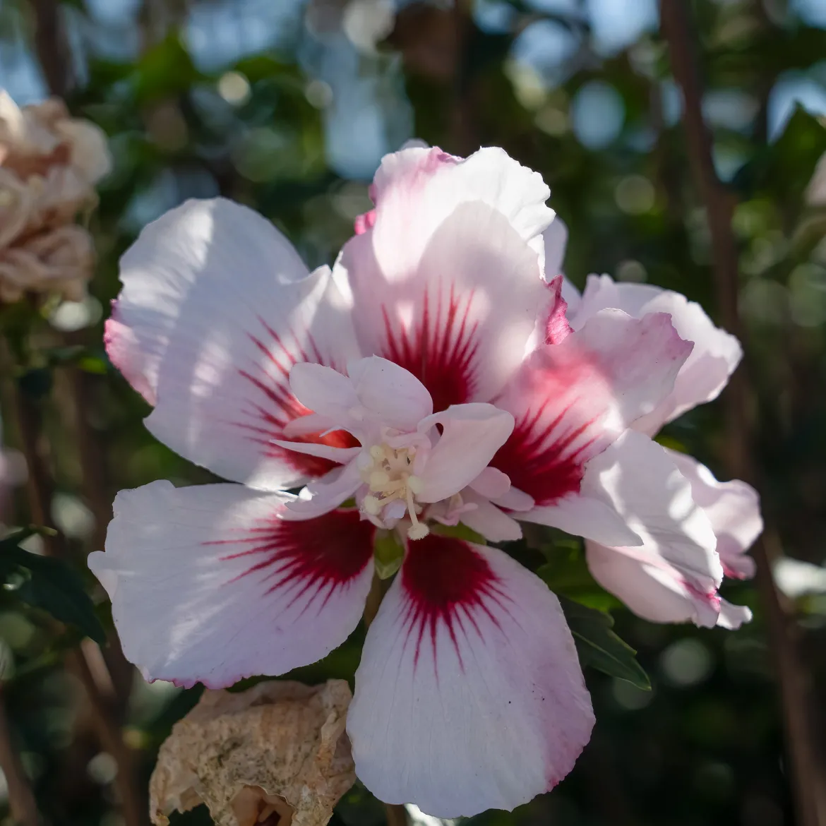Hibiscus Starbust Chiffon® - Fleurs doubles tout l'été