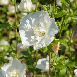 Hibiscus White Chiffon - Fleurs blanches tout l'été
