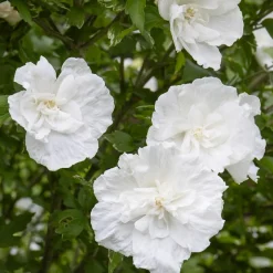 Hibiscus White Chiffon - Fleurs blanches tout l'été