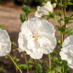 Hibiscus White Chiffon - Fleurs blanches tout l'été