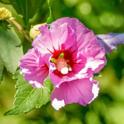 Hibiscus Woodbridge - Grandes fleurs tout l'été