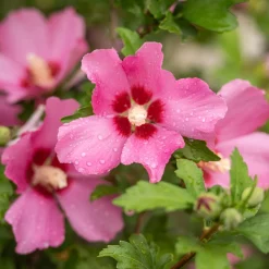 Hibiscus Woodbridge - Grandes fleurs tout l'été