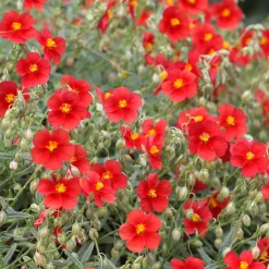 Hélianthème rouge - Un tapis rouge en plein soleil