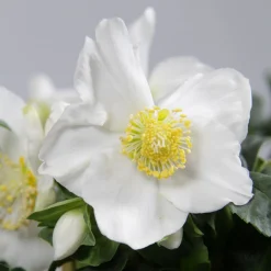 Héllébore de Noel et son pot de Noël - Des fleurs même sous la neige