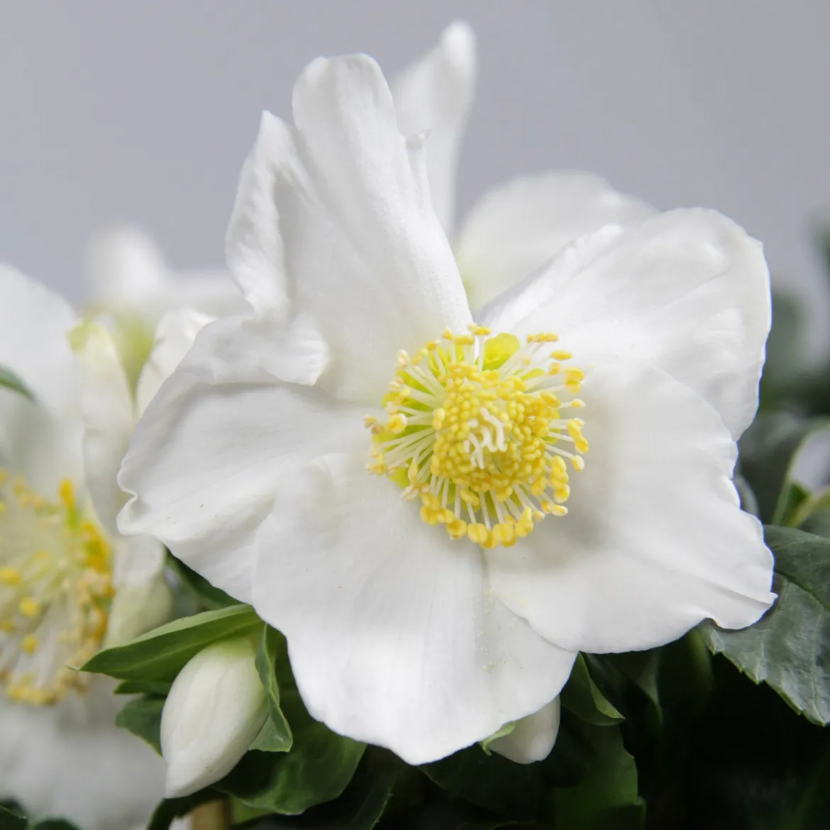 Héllébore de Noel et son pot de Noël - Des fleurs même sous la neige