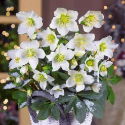 Héllébore de Noel et son pot de Noël - Des fleurs même sous la neige