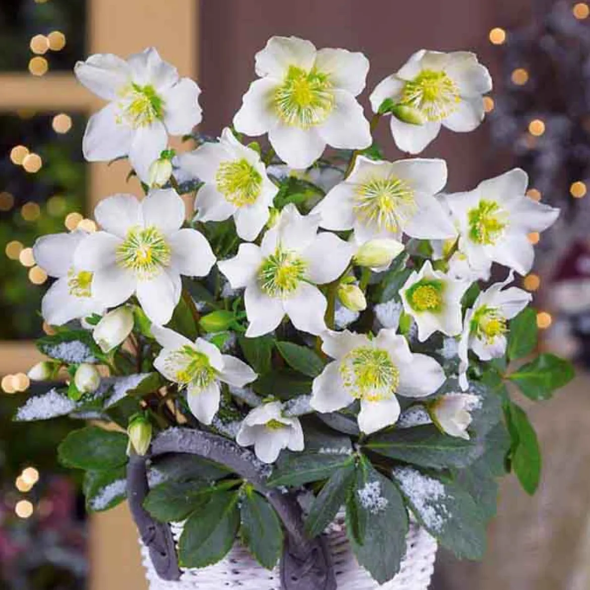 Héllébore de Noel et son pot de Noël - Des fleurs même sous la neige
