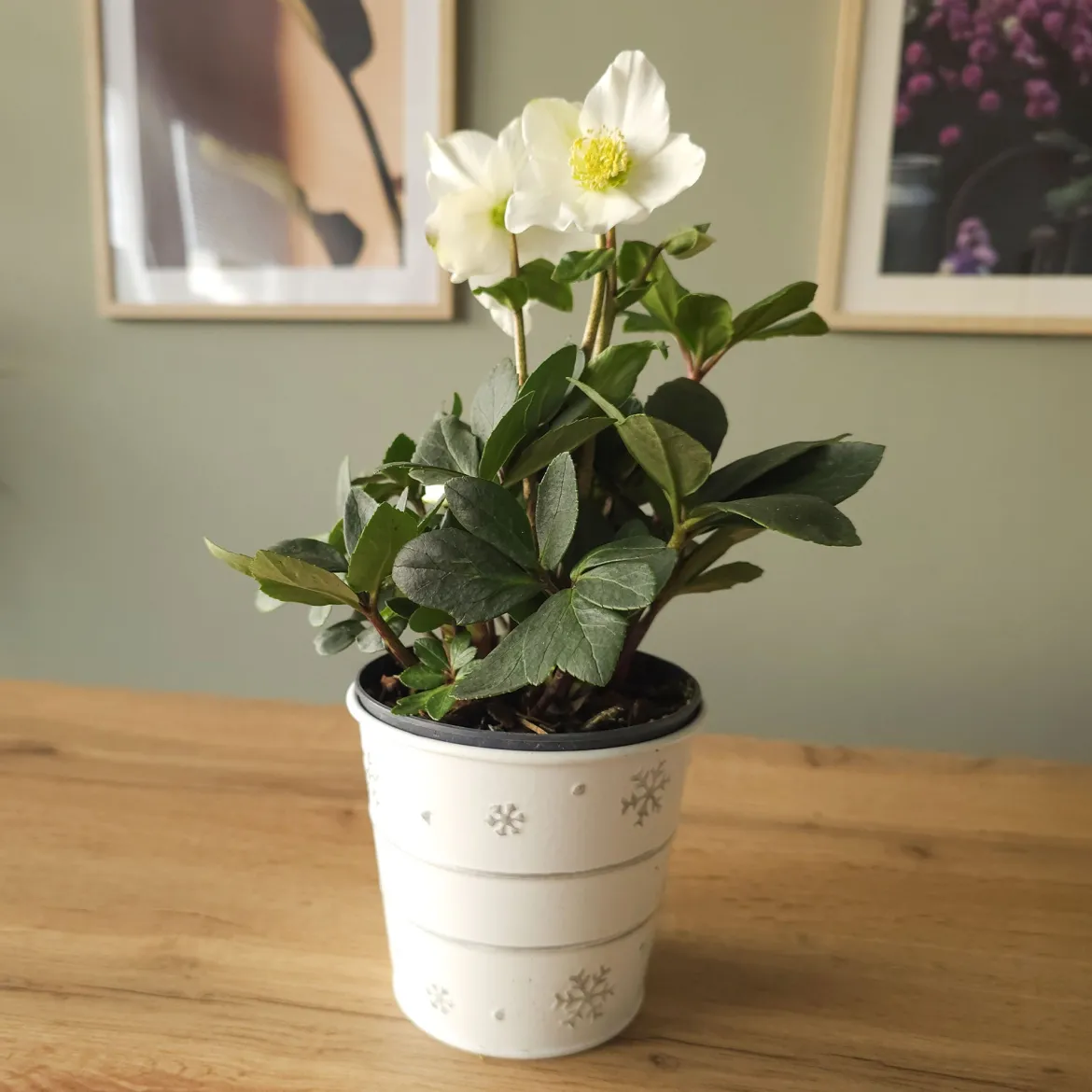 Héllébore de Noel et son pot de Noël - Des fleurs même sous la neige