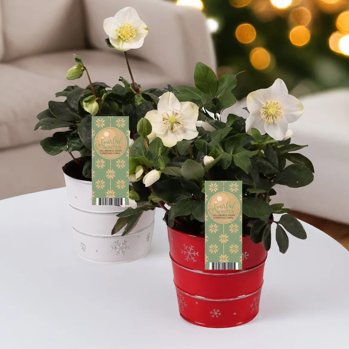 Héllébore de Noel et son pot de Noël - Des fleurs même sous la neige