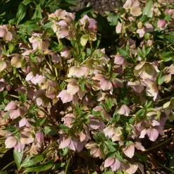 Héllébore d'Orient Pink Lady - Des fleurs en plein hiver