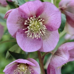 Héllébore d'Orient Pink Lady - Des fleurs en plein hiver