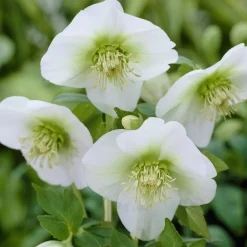Héllébore d'Orient White Lady - Des fleurs en plein hiver
