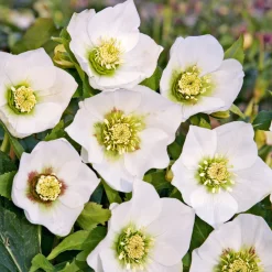 Héllébore d'Orient White Lady - Des fleurs en plein hiver