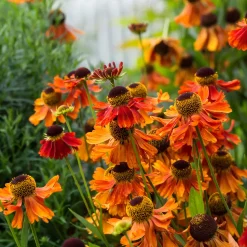 Hélénie Moerheim Beauty - Le feu d'été au jardin