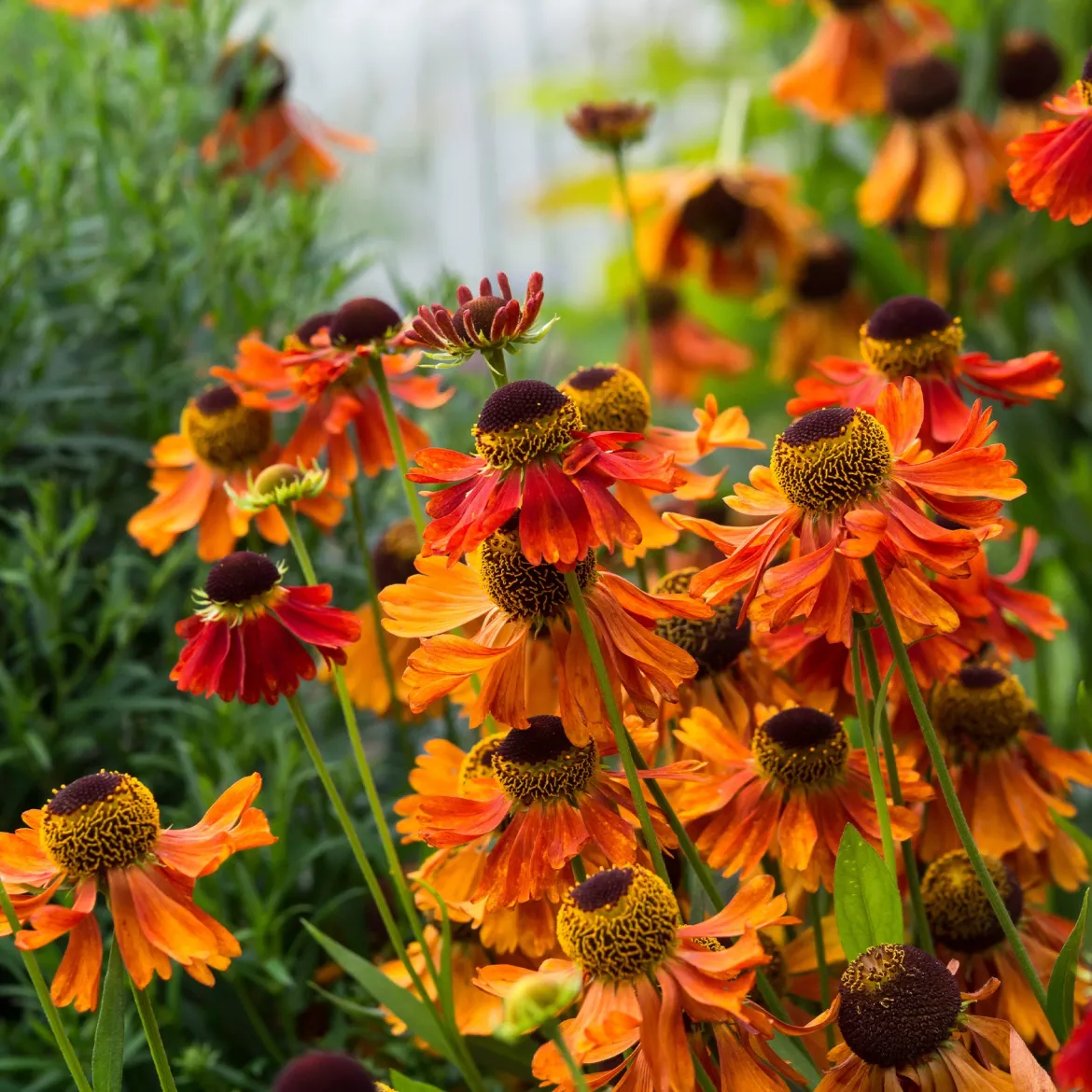 Hélénie Moerheim Beauty - Le feu d'été au jardin