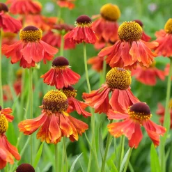 Hélénie Moerheim Beauty - Le feu d'été au jardin