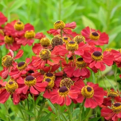 Hélénie Red Jewel - Le rouge qui dure jusqu'aux gelées