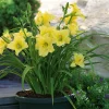 3 Hémérocalles jaune et parfumée - Du soleil jaune tout l'été