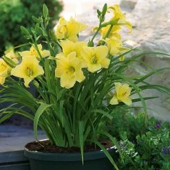 3 Hémérocalles jaune et parfumée - Du soleil jaune tout l'été