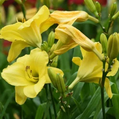 3 Hémérocalles jaune et parfumée - Du soleil jaune tout l'été