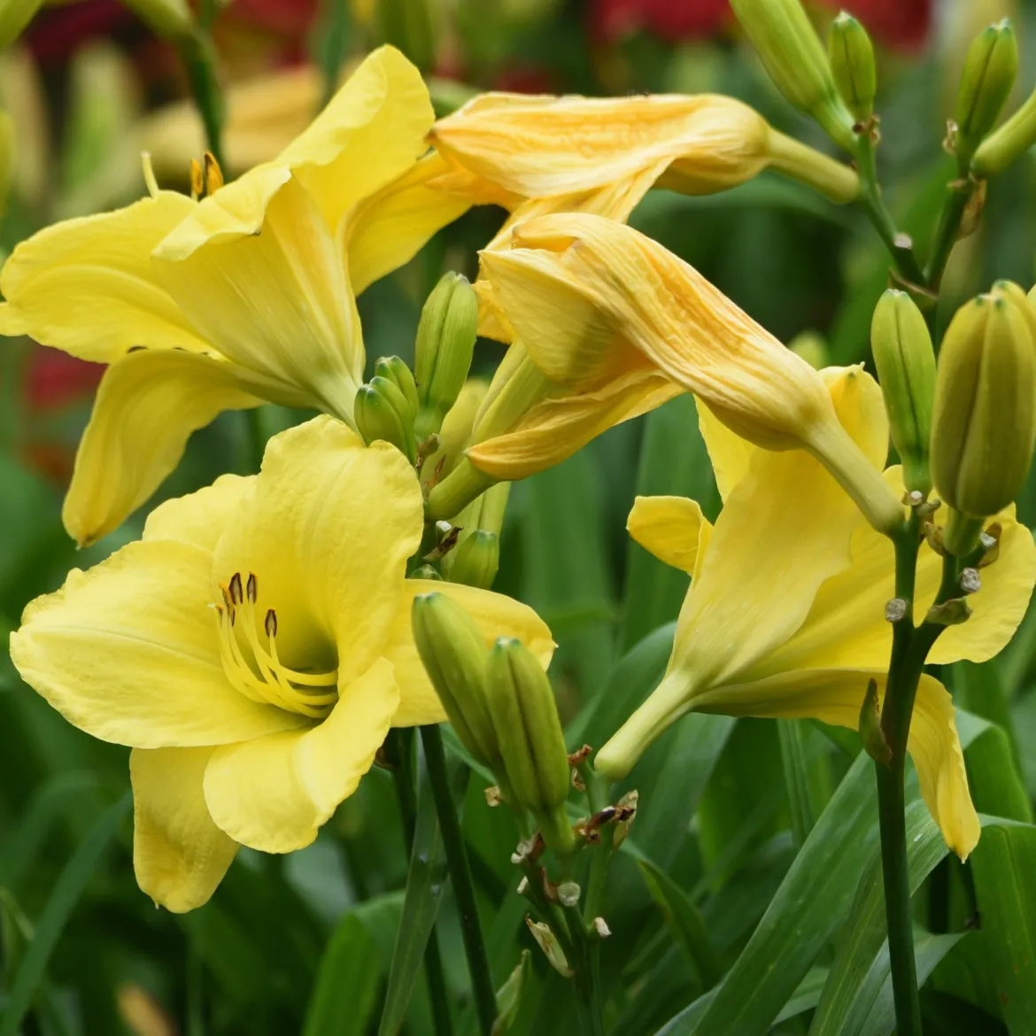 3 Hémérocalles jaune et parfumée - Du soleil jaune tout l'été