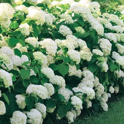 Hortensia 'Annabelle' - Des fleurs blanches XXL