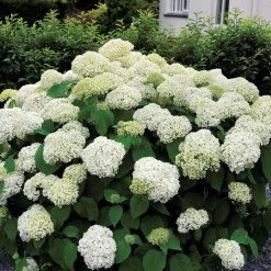 Hortensia 'Annabelle' - Des fleurs blanches XXL
