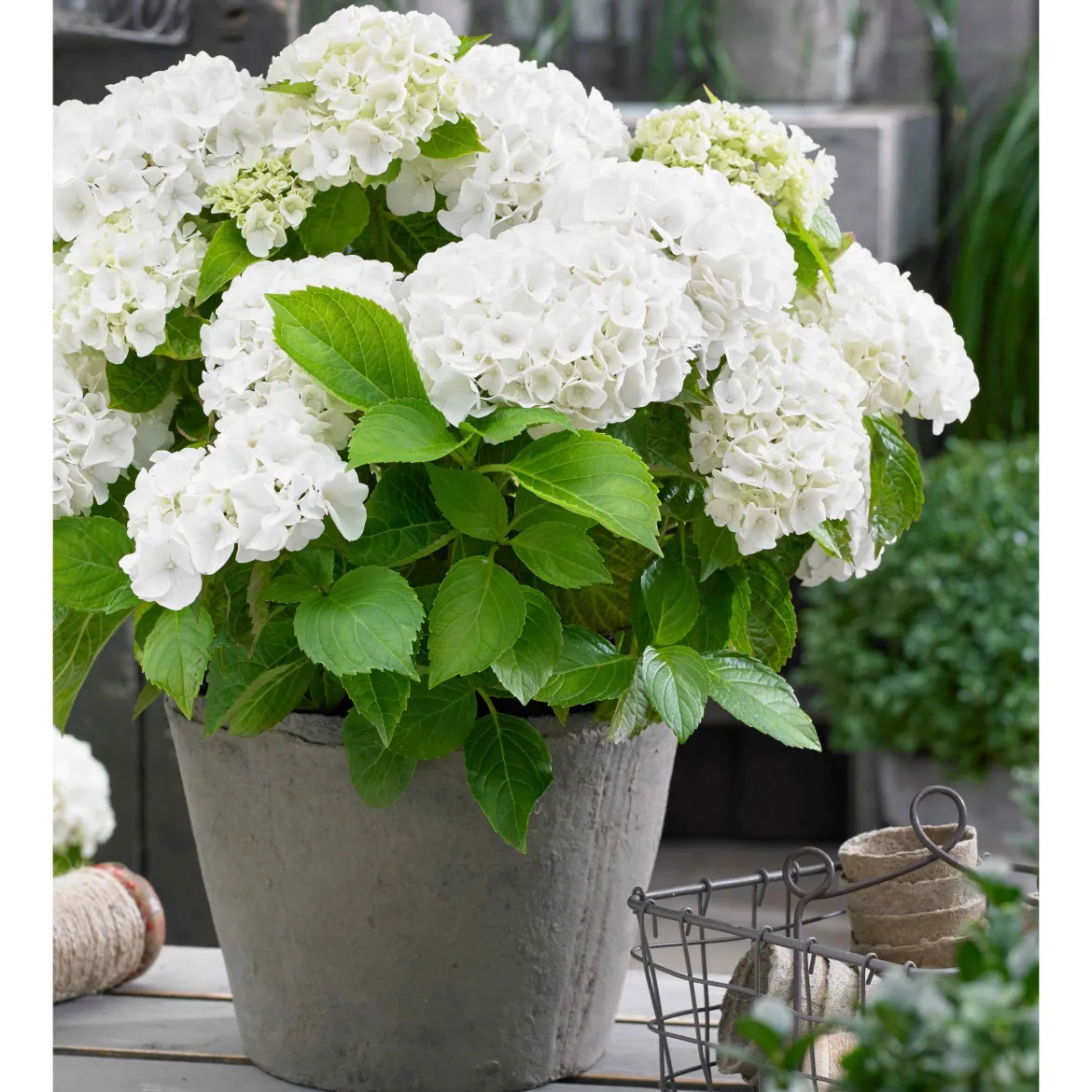Hortensia blanc - Des fleurs blanches XXL