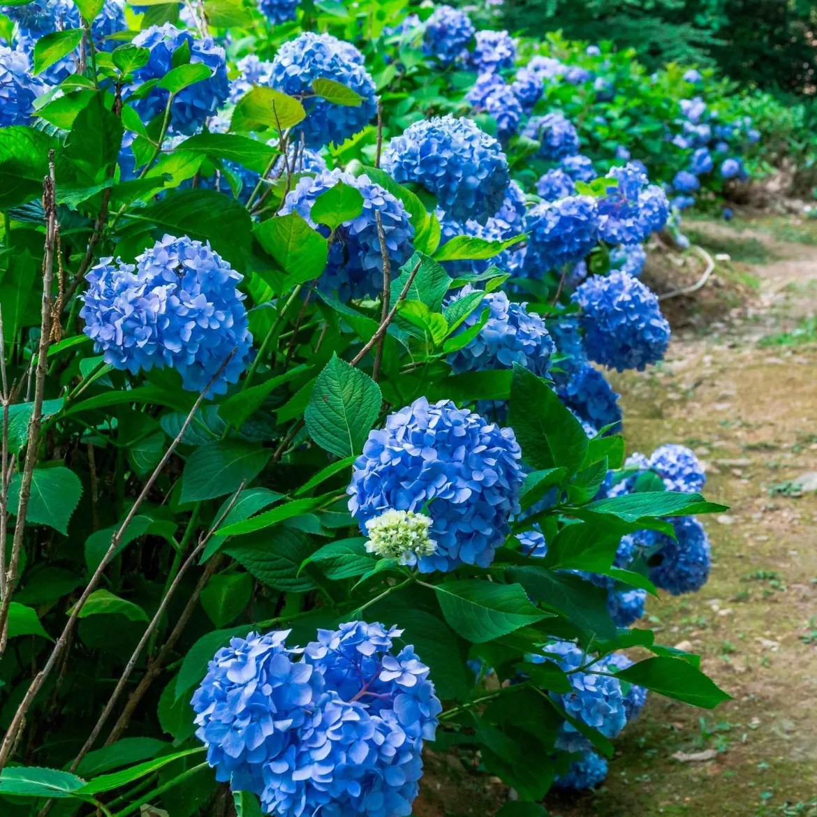 Hortensia bleu - Le bleu qui change tout