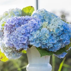 Hortensia bleu - Le bleu qui change tout