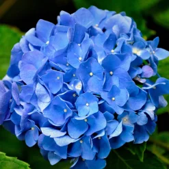 Hortensia bleu - Le bleu qui change tout
