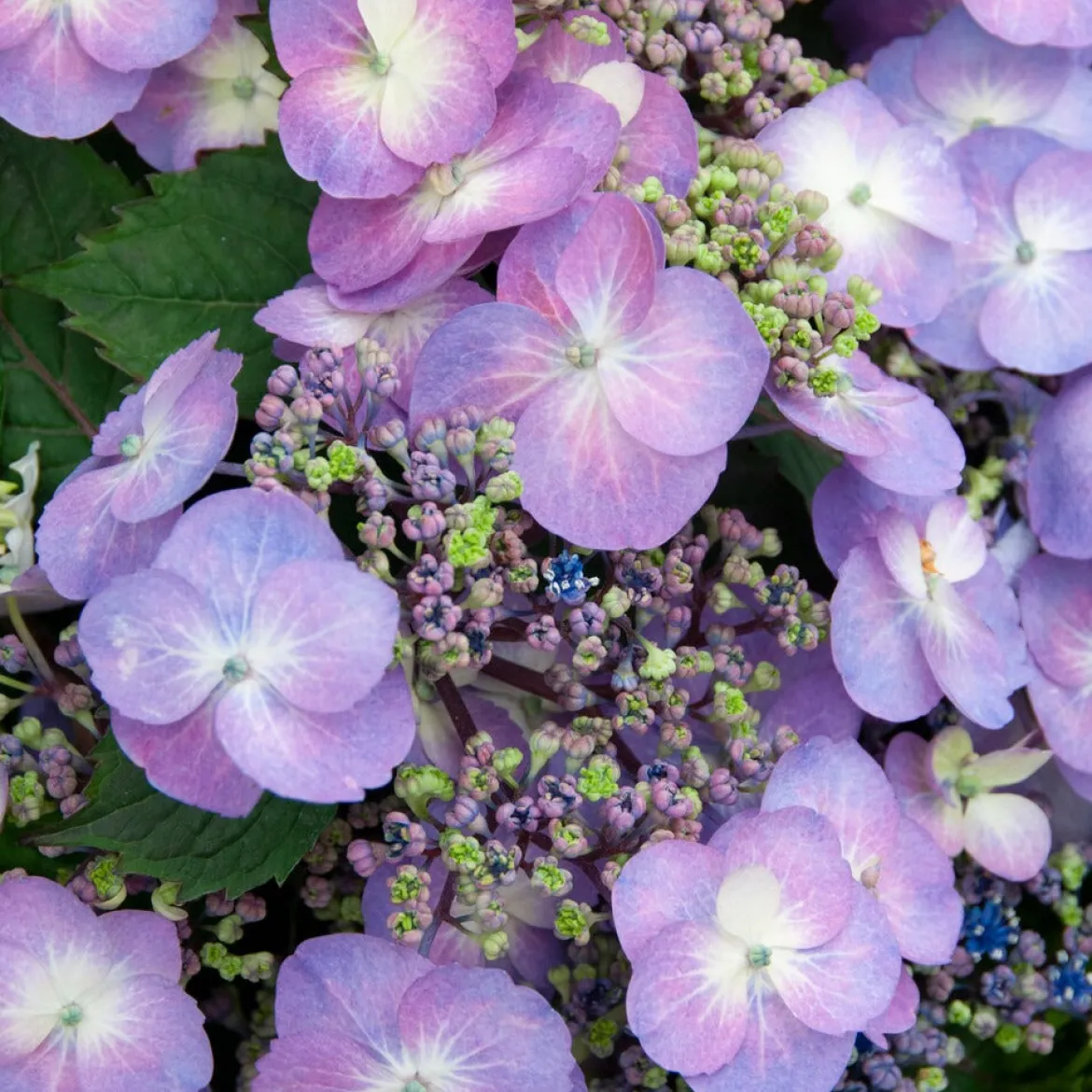 Hortensia Blueberry Cheesecake - Le bleu gourmand du jardin