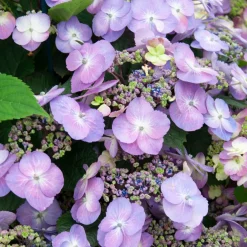 Hortensia Blueberry Cheesecake - Le bleu gourmand du jardin