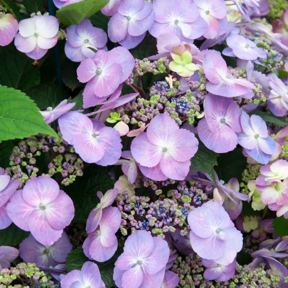Hortensia Blueberry Cheesecake - Le bleu gourmand du jardin