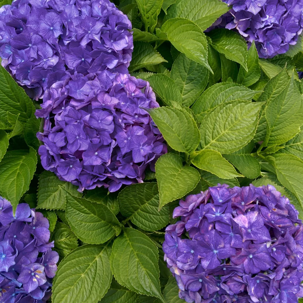 Hortensia 'Deep Purple Dance' - Le violet le plus intense