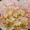 Hortensia Dolce ® France - Des fleurs XXL tout l'été