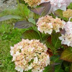 Hortensia Dolce ® France - Des fleurs XXL tout l'été