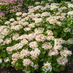 Hortensia Doppio Bianco - Des fleurs doubles éclatantes
